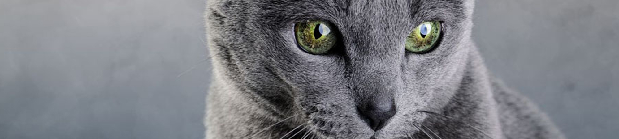 Pet Protect Header Image