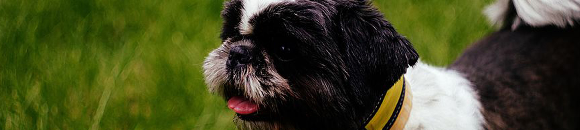 Pet Protect Header Image