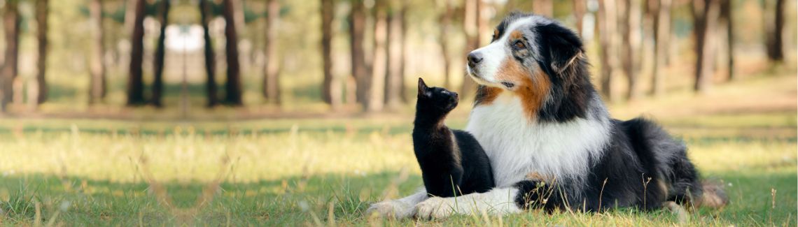 Pet Protect Header Image