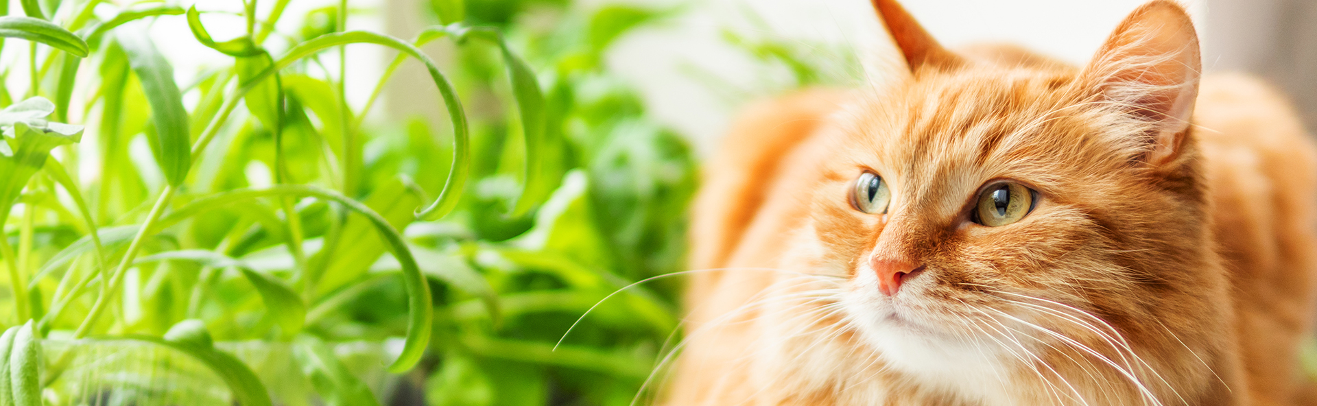 Pet Protect Header Image