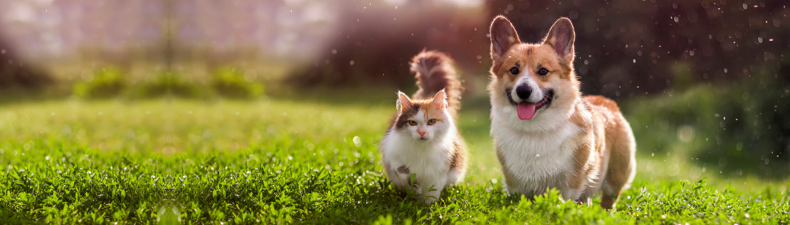 Pet Protect Header Image