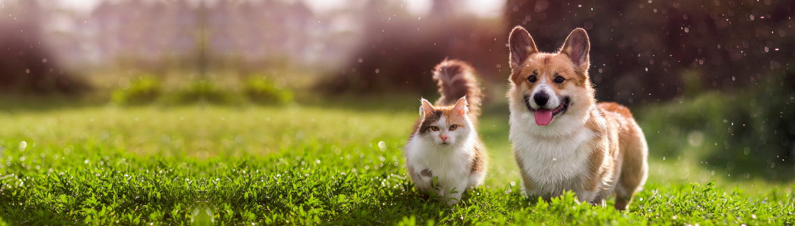 Pet Protect Header Image